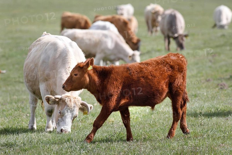 Free-range calves, cattle and cows from the Jahnsfeld organic farm in Brandenburg, they graze the surrounding grassland in spring and summer, they spend the winter in a playpen with an outlet, Müncheberg, Brandenburg, Germany