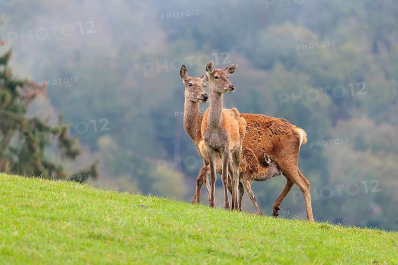 A female red deer (Cervus elaphus) nurses her calf in a meadow in hilly terrain. Another female stands behind her. A forest with autumn leaves can be seen in the background. Wisps of mist drift over the forest, Bavaria, Germany