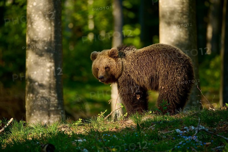 A brown bear in the forest, surrounded by trees and bathed in soft light, European brown bear (Ursus arctos), Slovenia