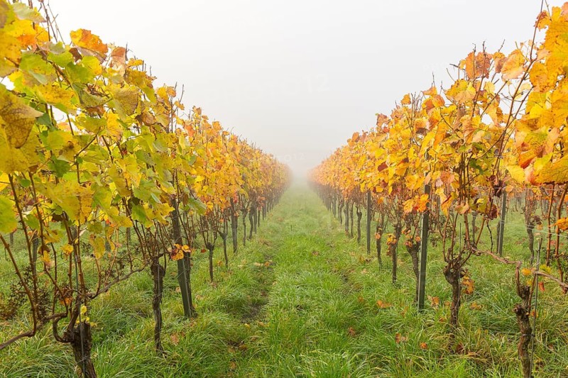 Tranquil autumnal vineyards with foggy atmosphere and yellow leaves, Korb im Rems Valley, Baden-Württemberg, Germany