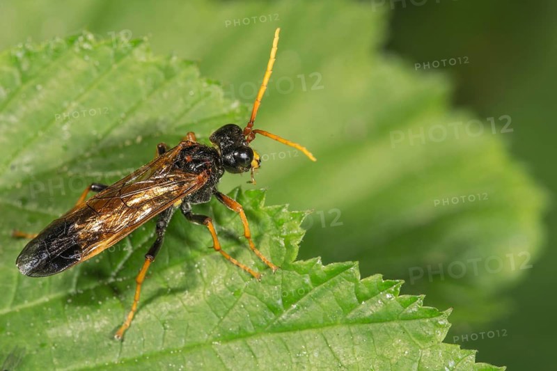 A field leaf wasp (Tenthredo campestris) on a green leaf in nature, Baden-Württemberg, Germany