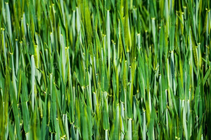 Structures of barley in springtime