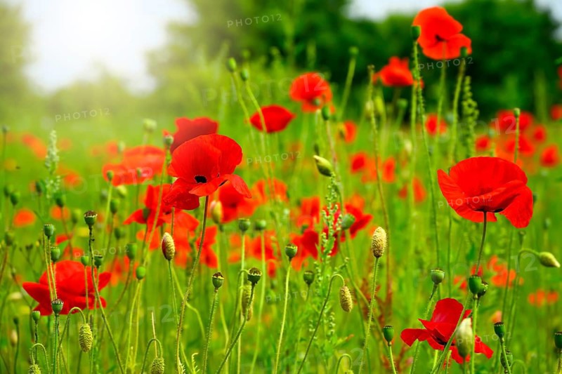 Blooming poppies, Papaver rhoeas, in Kirchwerder, Hamburg, Germany, photo montage +++ editorial use only