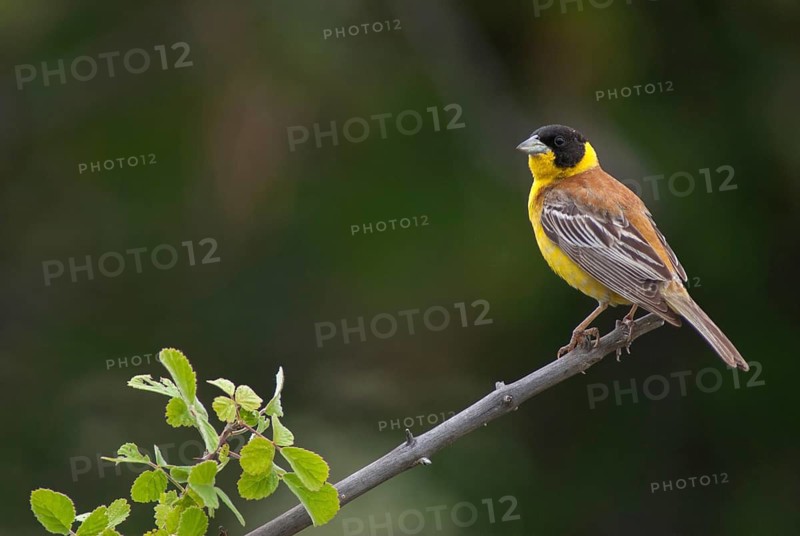 Black-headed bunting, Emberiza melanocephala, caped bunting, birds, Bulgaria, male, passeri, songbirds, birds