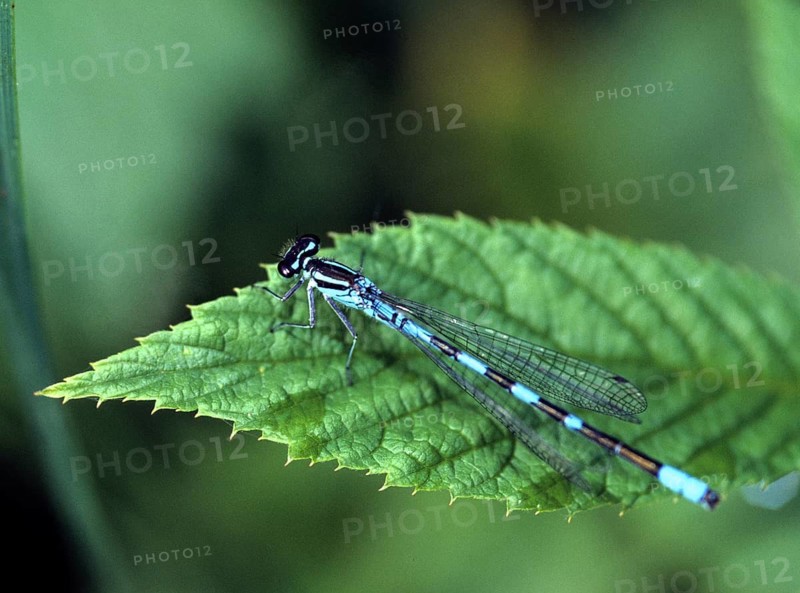 Coenagrion Hastulatum, Northern Damselfly, Spearhead Flower, Spear Azuremaid, Damselflies, Dragonflies, Insects, Leo, Dragonflies, Male, Odonata, Zygoptera