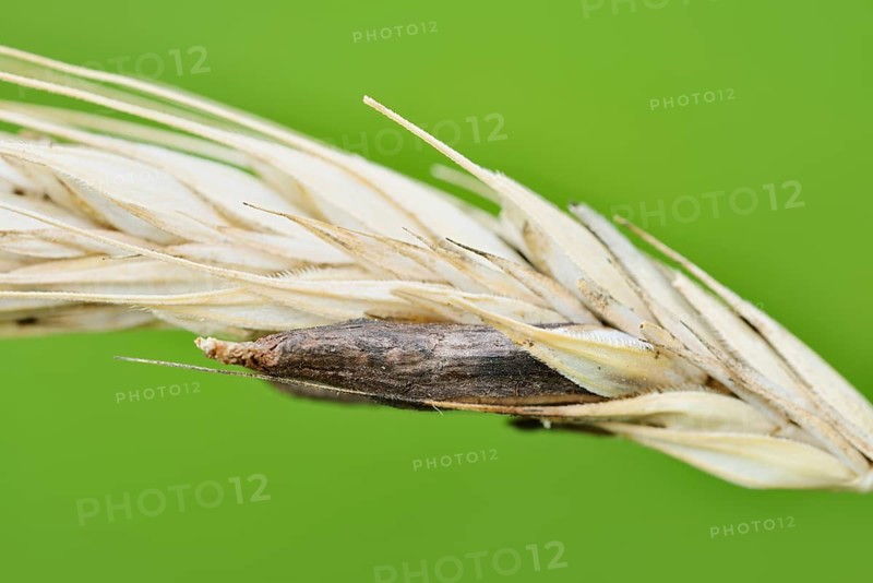 Ear of rye (Secale cereale) with ergot (Claviceps purpurea), North Rhine-Westphalia, Germany