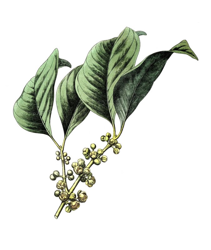 Real gummy tree, Garcinia morella var. pedicellata, school picture, illustration, reproduction from a 19th century model. School picture, mural, authentic, file restored for optimal use, exact date of original unknown, historical