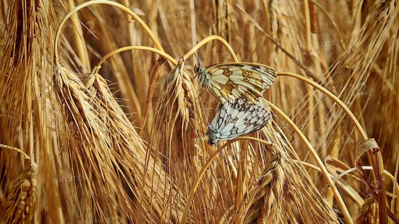 A close-up of two butterflies: a checkerboard moth (Melanargia galathea) mating, resting on stalks of grain in a golden field landscape, Frankenwald nature park Park, Upper Franconia