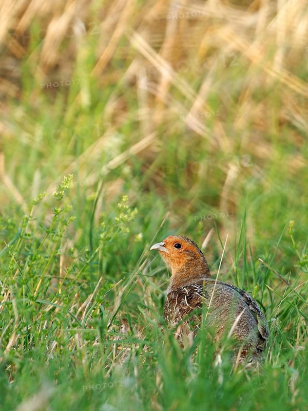 Partridge (Perdix perdix) in a meadow, Solms, Hesse, Germany