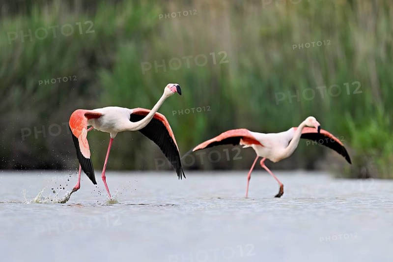 Two greater flamingos (Phoenicopterus roseus), taking departure, Camargue Regional Nature Park, southern France