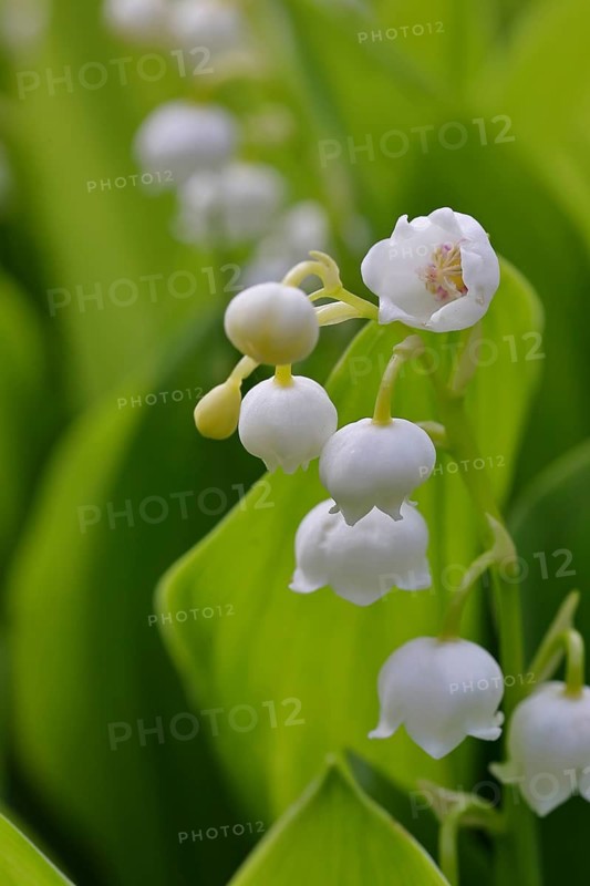 Lily of the valley (Convallaria majalis) – a plant that flowers in spring, close-up of the inflorescence, Wilnsdorf, North Rhine-Westphalia, Germany