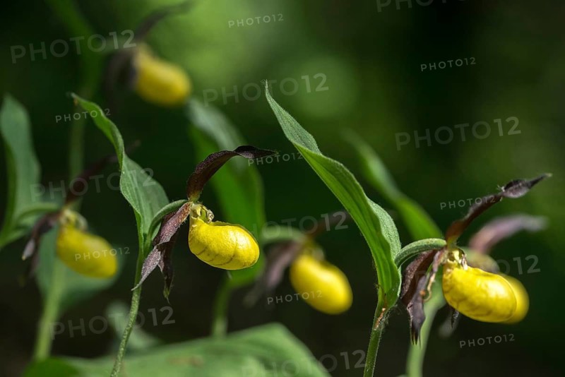Cypripedium calceolus, lady's slipper orchid, orchidaceae, orchids, orchids, flora, plants, plants