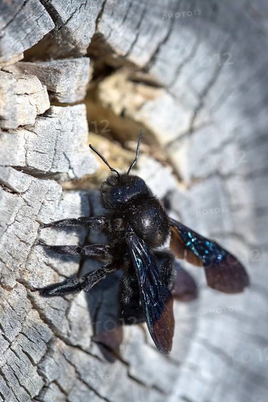 Apidae, bees, blue wood bee, large wood bee, hymenoptera, violet-winged wood bee, xylocopa violacea, high size, portrait format, insects, violet carpenter bee
