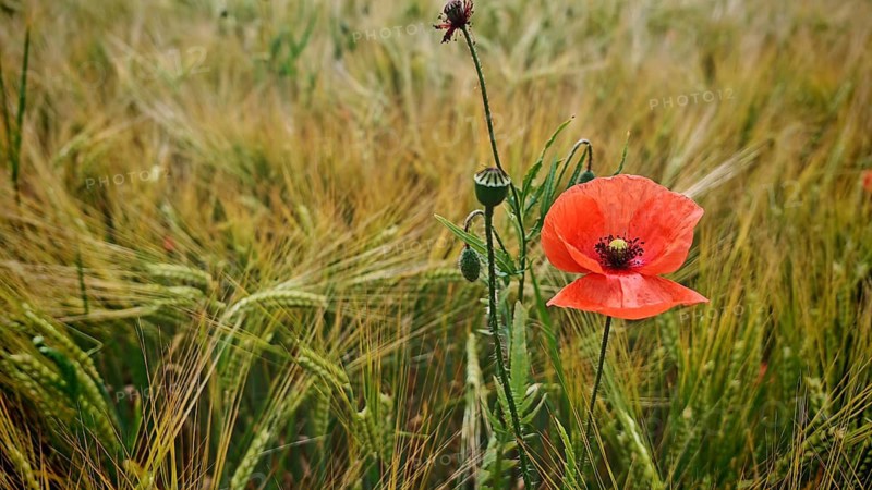 Red poppies (Papaver rhoeas) against a backdrop of a densely overgrown grain field, Stockheim, Frankenwald nature park Park, Upper Franconia