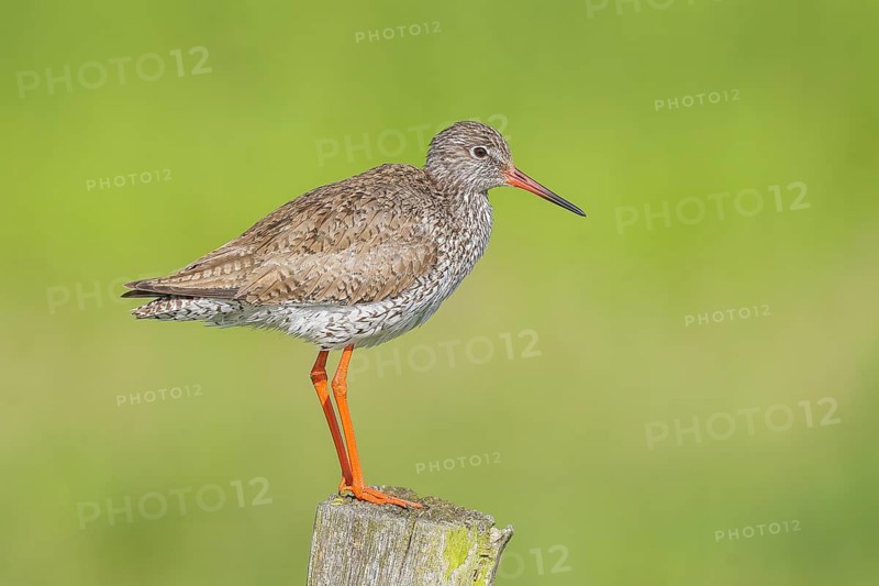 Redshank, (Tringa totanus), standing on a pasture fence, wildlife, animals, birds, snipe family, Ochsenmoor, Naturpark Dümmer See, Hüde Lower Saxony, Germany