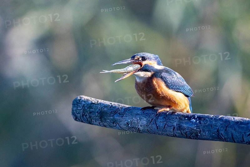 Kingfisher (Alcedo atthis) wbl Germany