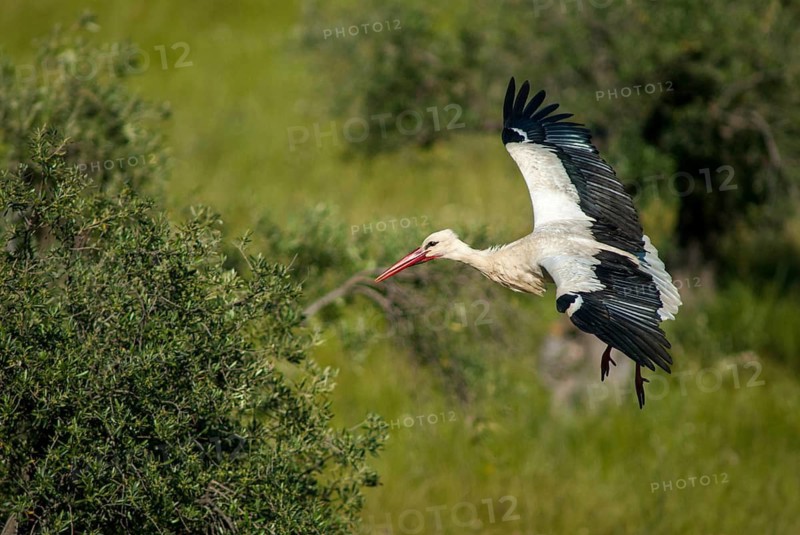 Ciconia ciconia, white stork, birds, ciconiiformes, extremadura, flying, flight, walking birds, Spain, wading birds, stork, stork, stork, storks, birds