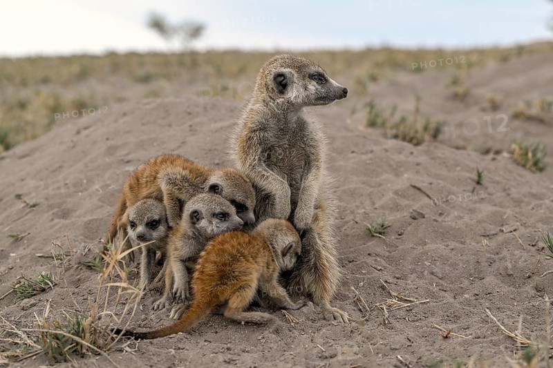 Meerkats or suricates (Suricata suricatta), mother with young, Makgadikgadi Salt Pans, Makgadikgadi Pans National Park, Central District, Botswana