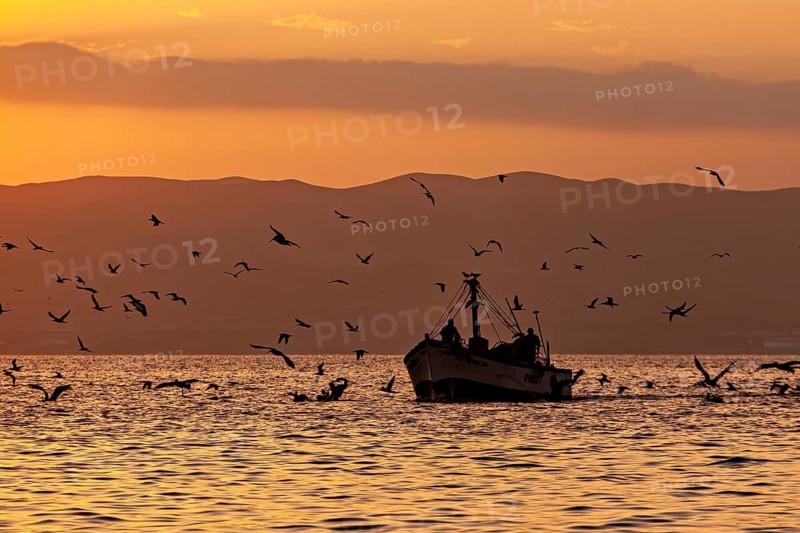 Boat on the sea at sunset with lots of birds in the air, sunset at Paracas port in Peru