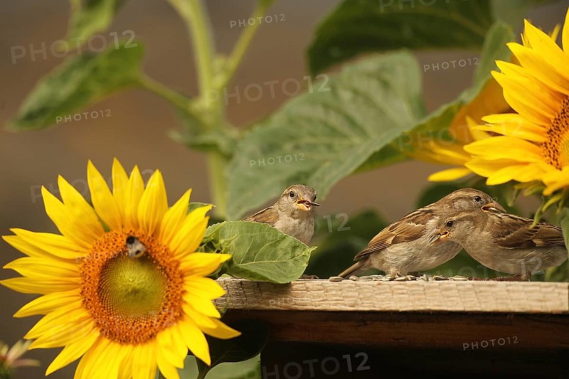 House sparrows (Passer domesticus) – fledglings feeding on sunflower seeds at a bird feeder in a summer garden amongst flowering sunflowers (Helianthus annuus), Allgäu, Bavaria, Germany