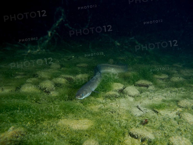 European eel (Anguilla anguilla) moving through algae-covered bottom in dark underwater environment, dive site Klosterinsel, Rheinau, Canton Zurich, Rhine, High Rhine, Switzerland, Germany