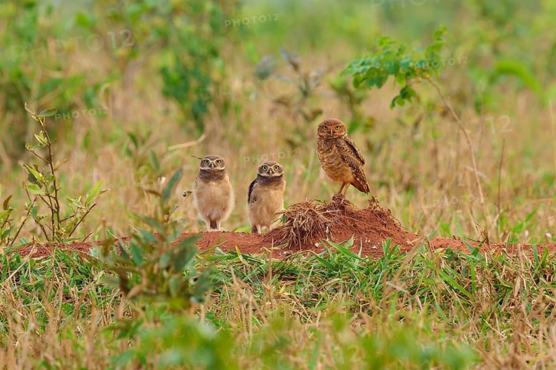 Three owls two young birds standing on a mound in a dense grass field surrounded by green vegetation, Burrowing Owl (Athene cunicularia), Bonito, Pantanal, Mato Grosso do Sul, Brazil