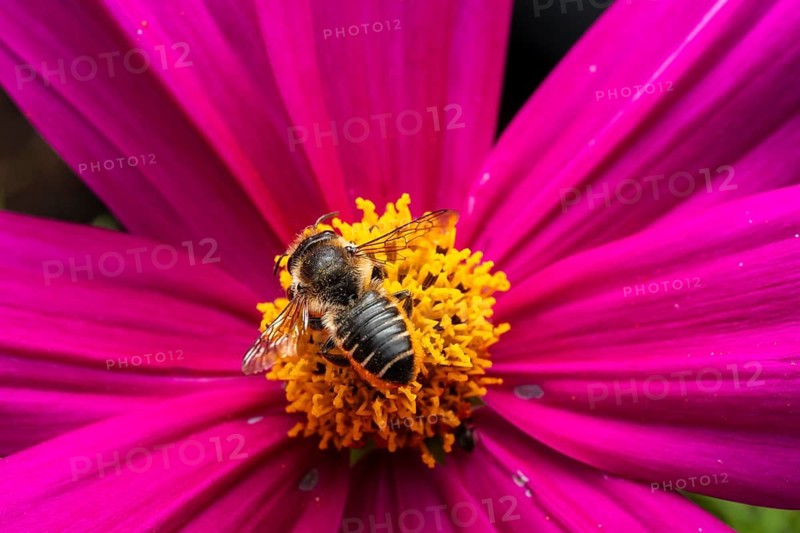 Macro photo, bee on a pink flower, Bavaria, Germany