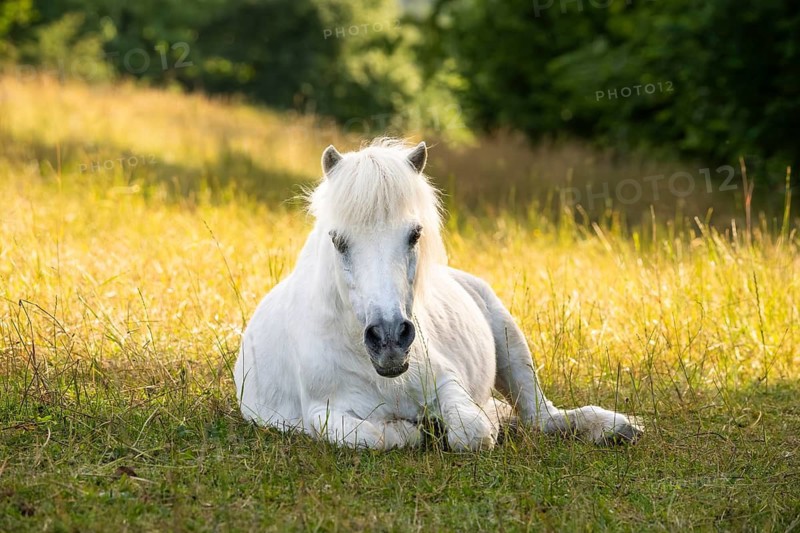 Pony, Shetland pony, mold, gelding, lying down, in the pasture, in the evening