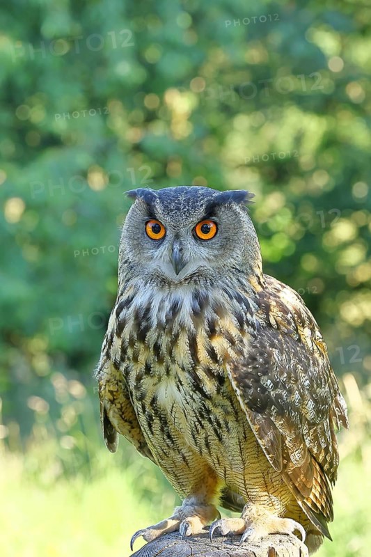 European eagle owl (Bubo bubo), perched on a post, Rhineland-Palatinate, Germany