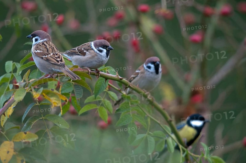 Tree sparrow, dog rose, Passer Montanus, Rosa Canina, rosaceae, rose family, sparrow, tree sparrow, autumn, birds, dog rose, flora, hedge, hedge, autumn, passeri, plants, songbirds, sparrow, sparrow, sparrow, sparrow, sparrow, sparrow, sparrow, sparrow