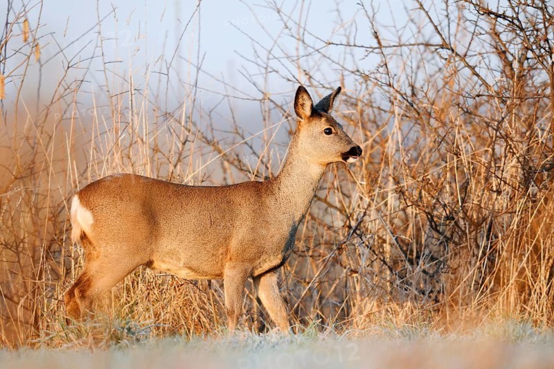 European roe deer (Capreolus capreolus), doe in winter, Lower Saxony, Germany