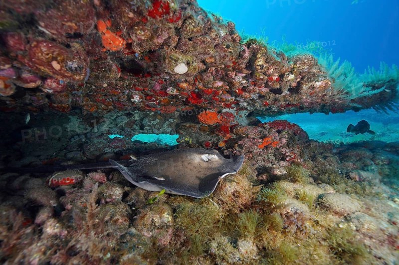 Round stingray (Taeniura grabata) beneath a large rock on the reef, Pasito Blanco Reef dive site, Arguineguín, Gran Canaria, Spain, Atlantic Ocean