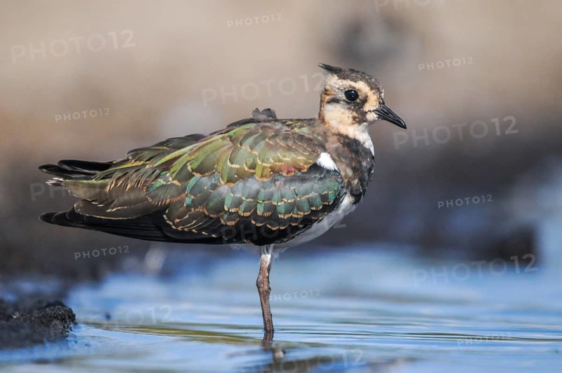 Lapwing, Vanellus Vanellus, Bath, Bathe, Birds, Charadriiformes, Adolescent, Juvenile, Limikolen, Plover, Potion, Birds, Wader, Watering Place, Waders
