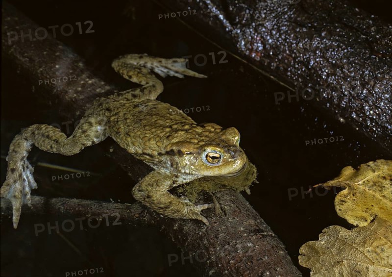 Bufo bufo, common toad, toad, amphibians, amphibians, toads, amphibians, toads