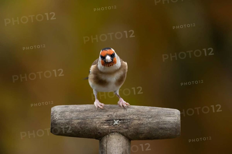 European goldfinch (Carduelis carduelis) adult bird on a garden fork handle, England, United Kingdom