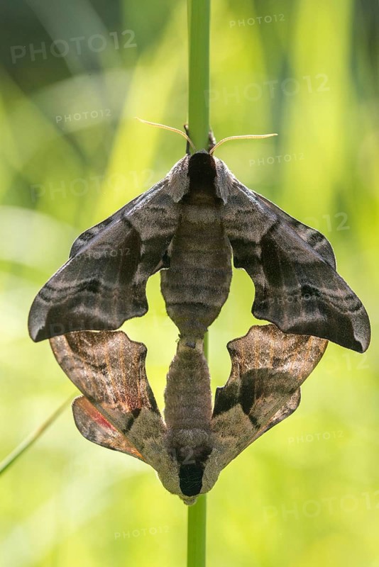 Evening peacock, eyed hawk moth, smerinthus ocellata, smerinthus ocellatus, sphingidae, butterfly, high size, portrait format, insects, copula, moths, moths, moths, mating, butterfly, swarmer