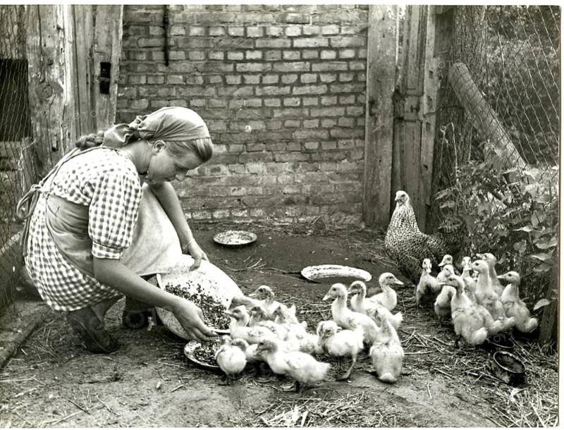 A girl feeds a group of ducklings in a farm enclosure, BDM, Rondophot agency, Berlin, around 1938, Fritz Kempe