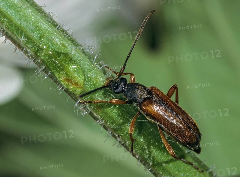 Alosterna tabacicolor, field maple longhorn beetle, tobacco-coloured longhorn beetle, beetle, longhorn beetle, insects, beetles, leo