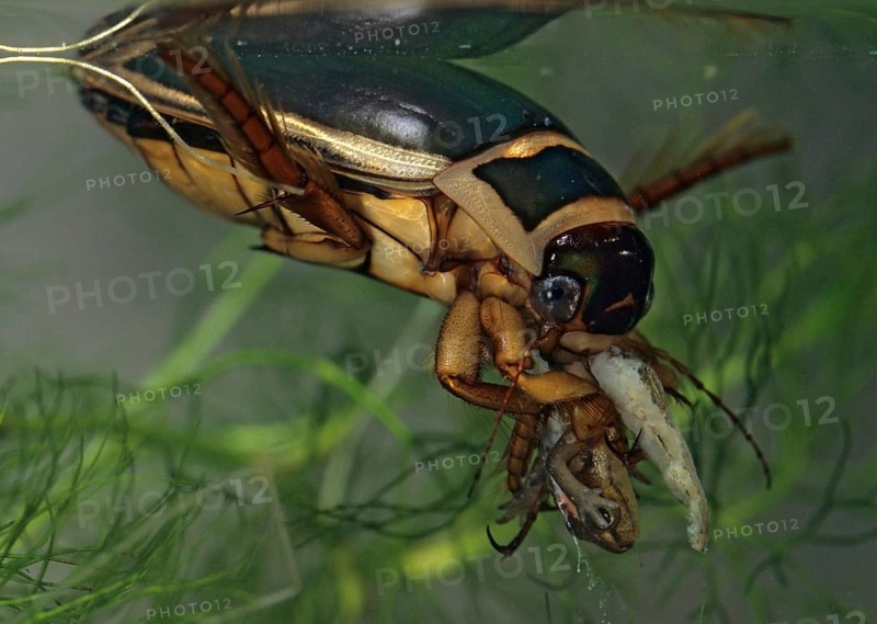 Dytiscus marginalis, yellow-burn beetle, great diving beetle, aquatic, beetle, prey, capture, insects, beetles, male, newt, newt larva, male