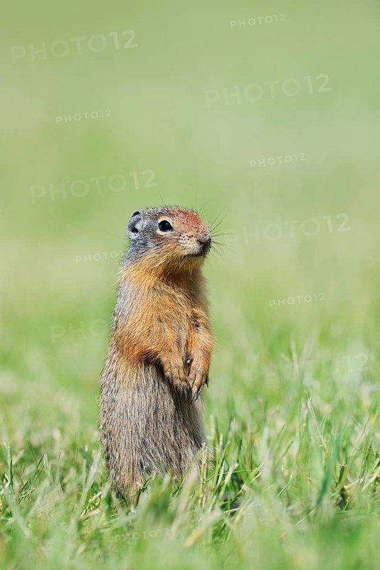 Columbian ground squirrel (Urocitellus columbianus, Spermophilus columbianus), a young animal standing upright in a meadow, Waterton Lakes National Park, Alberta, Canada