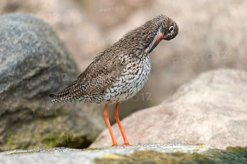 Redshank, redshank, tringa totanus, birds, charadriiformes, plumage, limikolen, preening, snipe birds, scolopacidae, birds, waders, waders