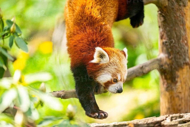 Red panda (Ailurus fulgens) walking on a branch, Germany