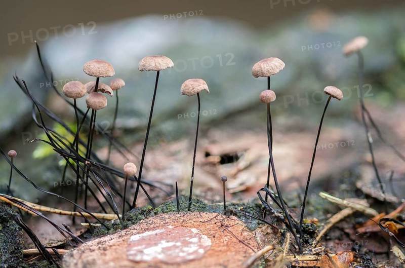 Androsaceus Androsaceu, Gymnopus Androsaceus, Horsehair Parachute, Marasmius Androsaceus, Horsehair Pale Porrot, Horsehair Swindle, Fungus, Fungus, Fungi, Swindle
