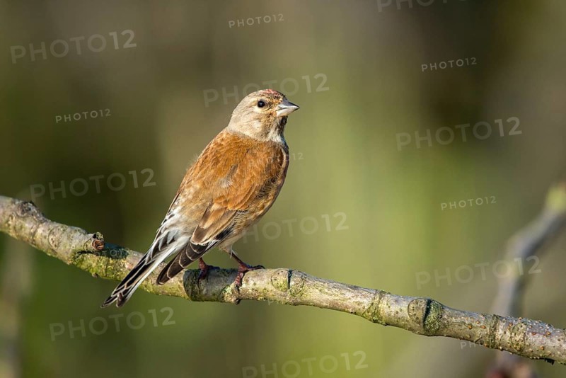 Acanthis cannabina, bloodtail, linaria cannabina, linnet, birds, hanfling, male, passeri, songbirds, birds