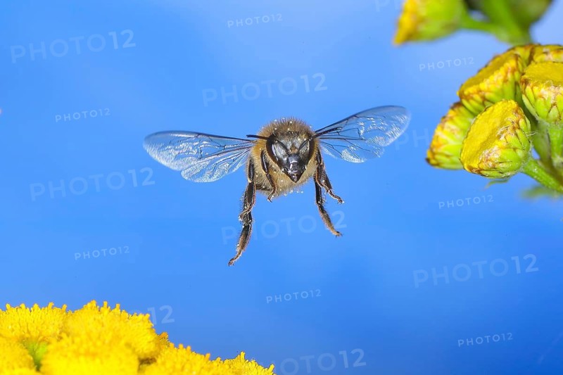 Honeybee (Apis mellifera), in flight over the flowers of tansy (Tanacetum vulgare), wildlife, high-speed nature photography, insects, bees, Siegerland, North Rhine-Westphalia, Germany