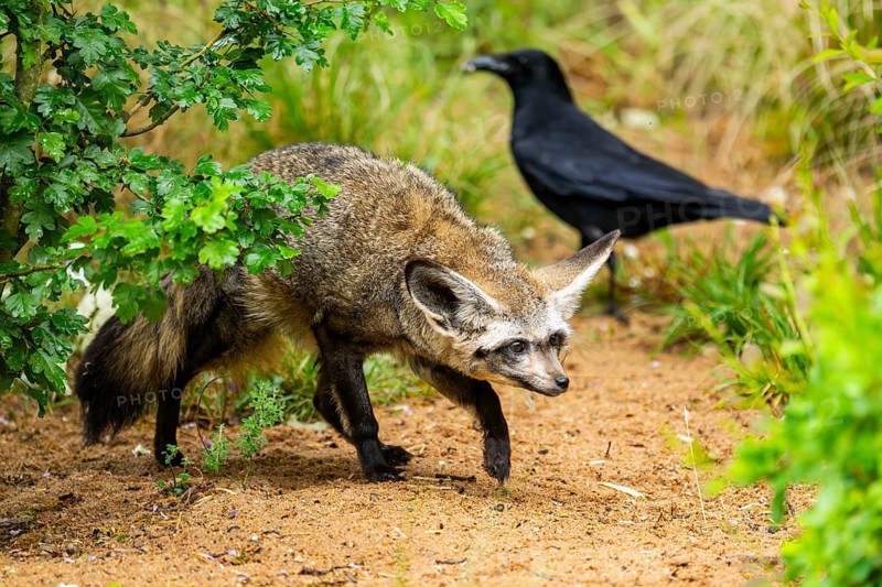 Bat-eared fox (Otocyon megalotis) walking on the ground looking for food, Bavaria, Germany