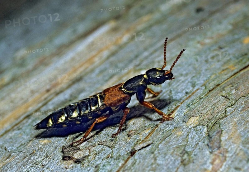 Short-winged beetle spec., Staphylinus spec., beetle, insects, beetles