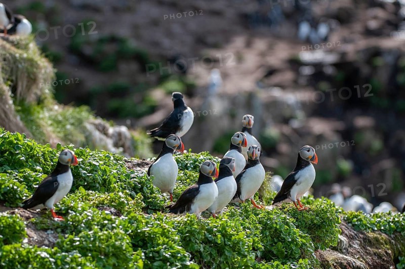 Atlantic puffin, Fratercula arctica, Norway, puffins, puffins, varangers, alcidae, alcidae, alkenbirds, birds, birds, waterbirds, waterbirds