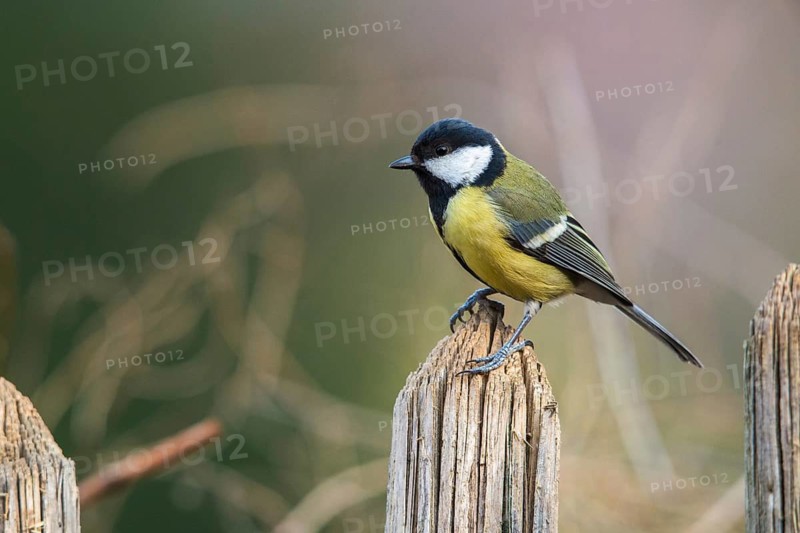 Great tit, great tit, parus major, birds, garden, garden fence, tits, passeri, songbirds, songbirds, tits, birds