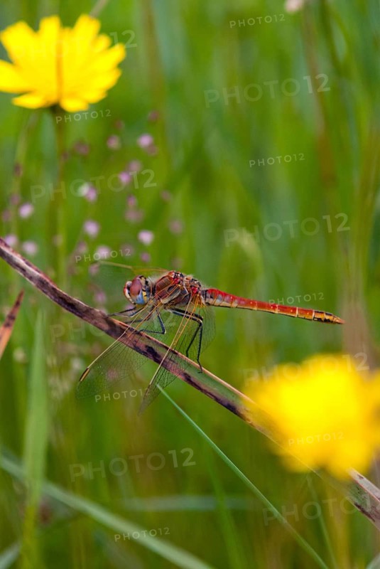 Early heather, red-veined darter, sympetrum fonscolombeii, anisoptera, damselflies, dragonflies, extremadura, high size, portrait format, insects, dragonflies, males, odonata, Spain